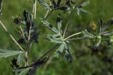 Potentilla argentea. Побеги с плодами. Республика Адыгея, г. Майкоп, западная окраина города, пустырь. 08.10.2016.