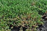 Sedum acre