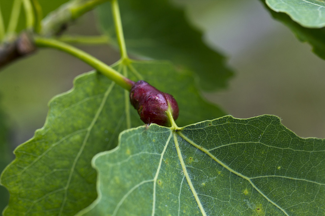 Image of Populus tremula specimen.