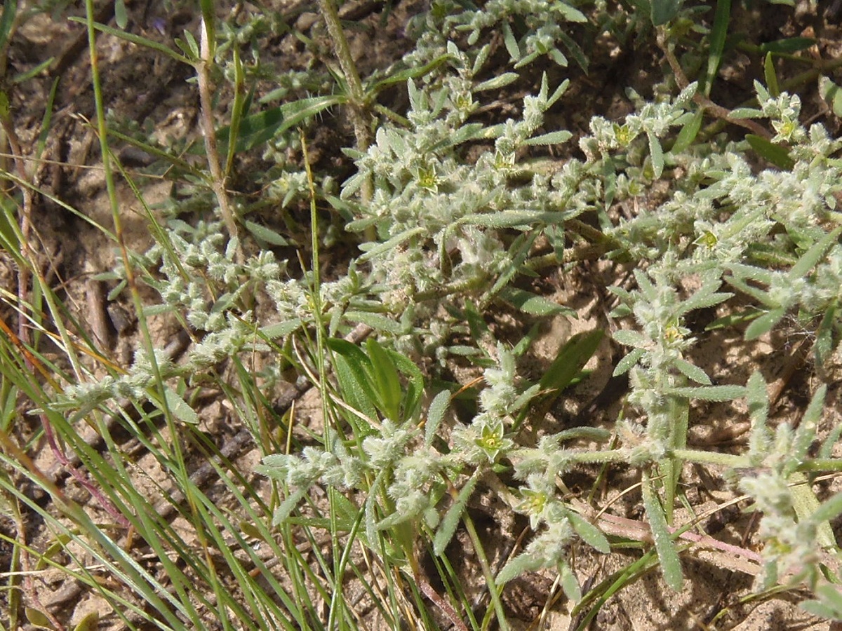 Изображение особи Herniaria incana var. angustifolia.