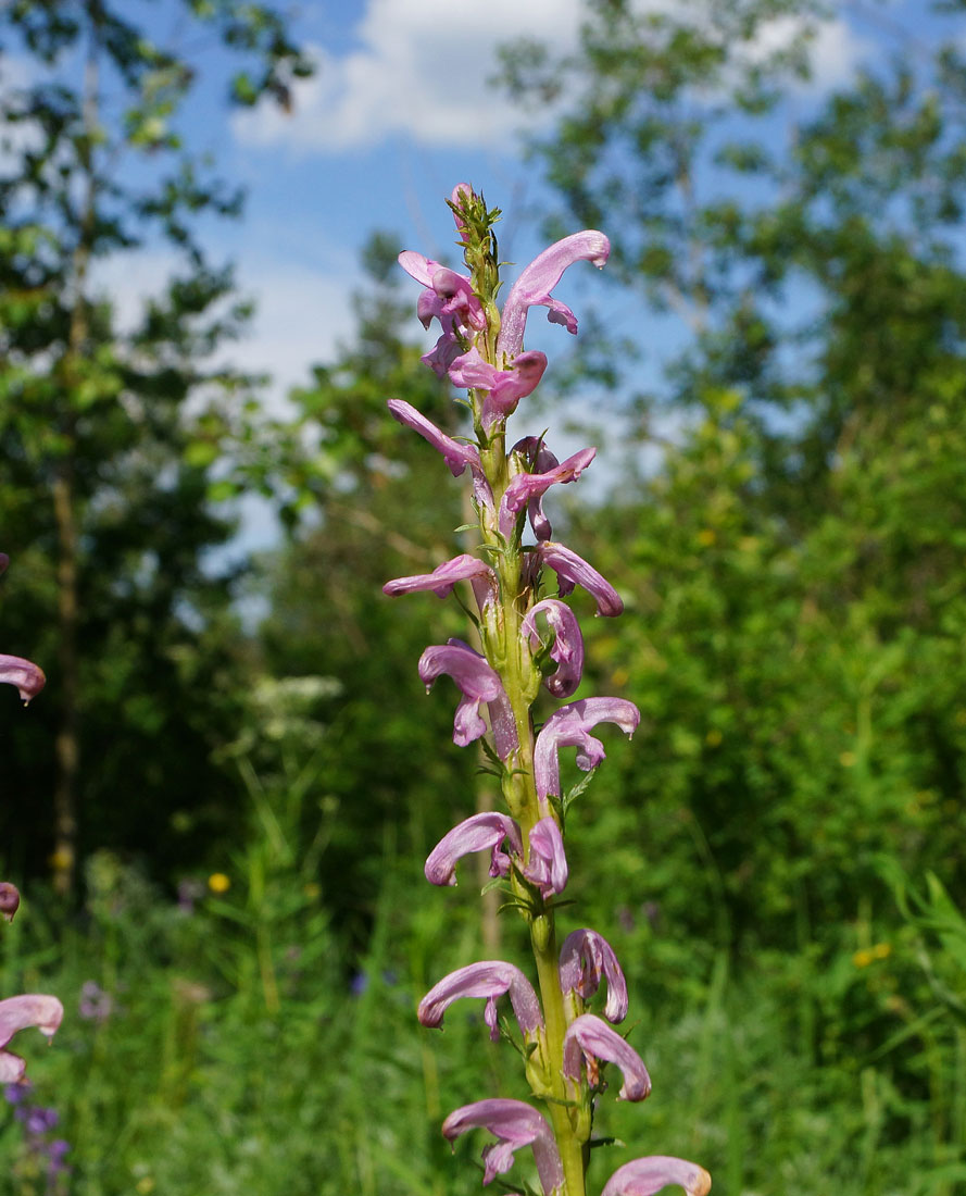 Image of Pedicularis elata specimen.