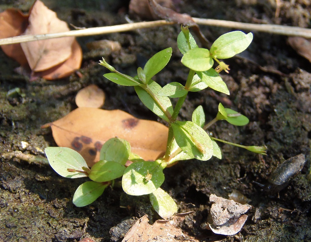 Image of Lindernia procumbens specimen.