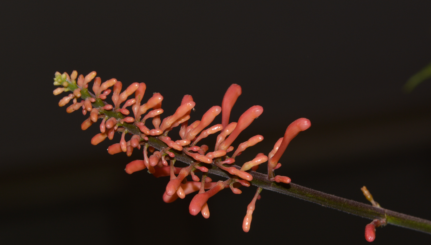 Image of Odontonema tubaeforme specimen.