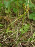 Botrychium lunaria. Спороносящие вайи. Магаданская обл., окр. г. Магадан, устье р. Магаданка, около озера среди кочек. 03.08.2014.