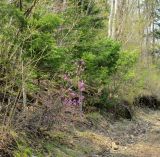 Смотреть изображение Rhododendron mucronulatum