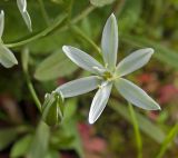 Ornithogalum umbellatum. Бутон и цветок. Пермский край, г. Пермь, Кировский р-н, садовый участок, в культуре. 24 июня 2017 г.