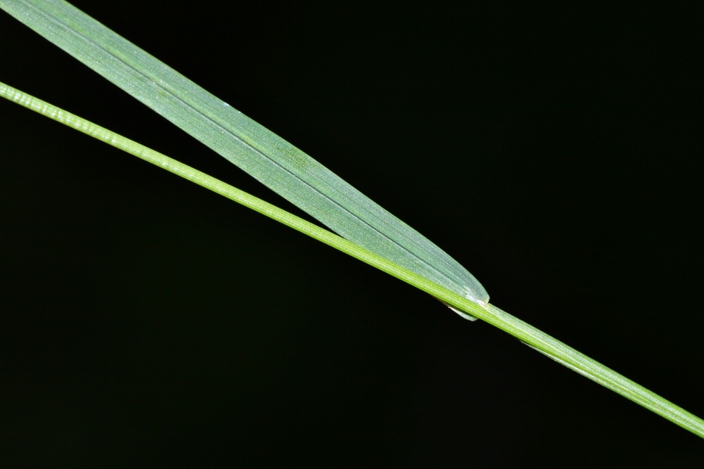 Image of Poa ussuriensis specimen.