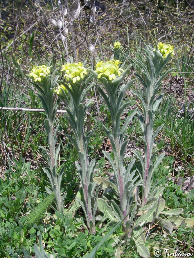 Image of Fibigia clypeata specimen.