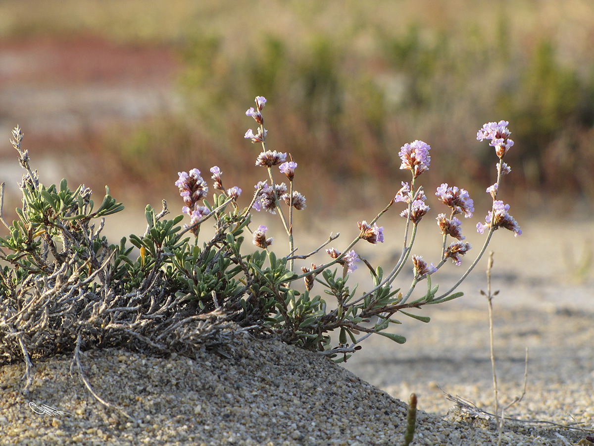 Image of Limonium suffruticosum specimen.