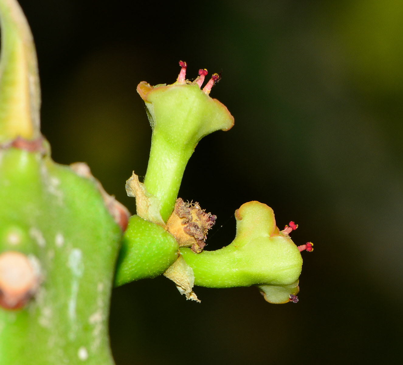 Image of Euphorbia neriifolia specimen.