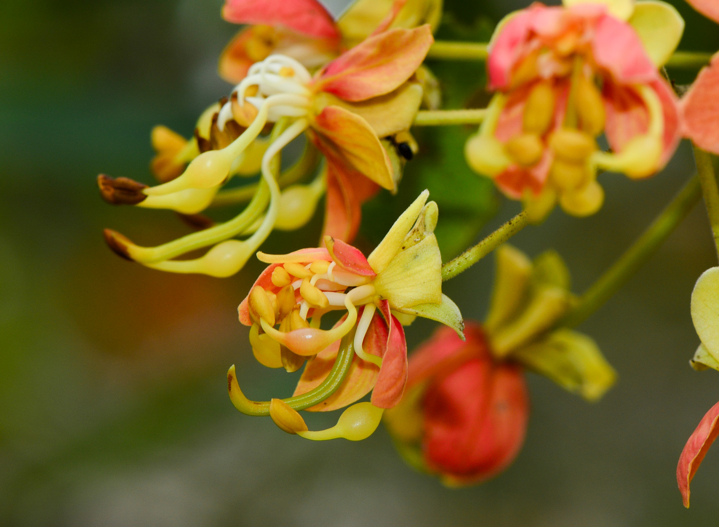 Image of Cassia brewsteri specimen.