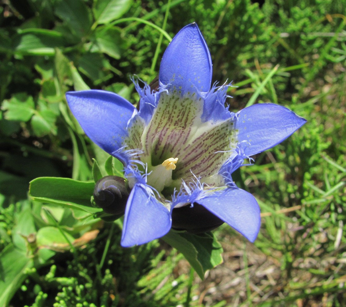 Изображение особи Gentiana septemfida.