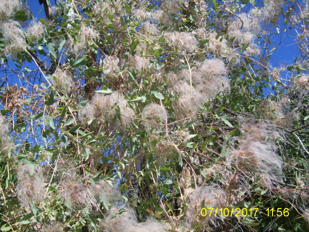 Image of Clematis orientalis specimen.