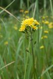 Crepis praemorsa. Верхушка побега с соцветием. Ленинградская обл., Волосовский р-н, суходольный разнотравно-злаковый луг на опушке хвойного леса. 16.07.2017.