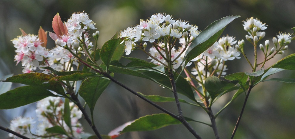 Изображение особи семейство Rosaceae.