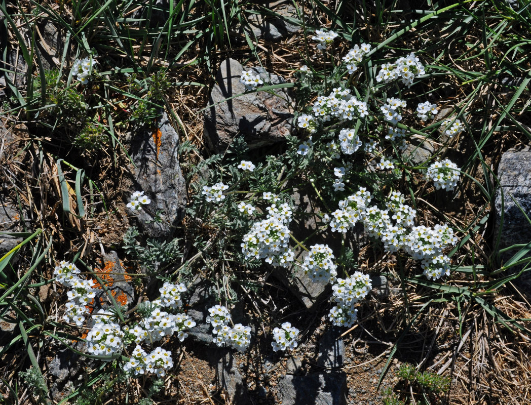 Image of Smelowskia alba specimen.