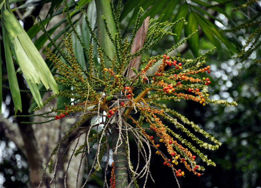 Изображение особи Ptychosperma elegans.