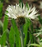 Centaurea cheiranthifolia. Соцветие. Москва, БС МГУ, в культуре из Теберды. 19.05.2010.