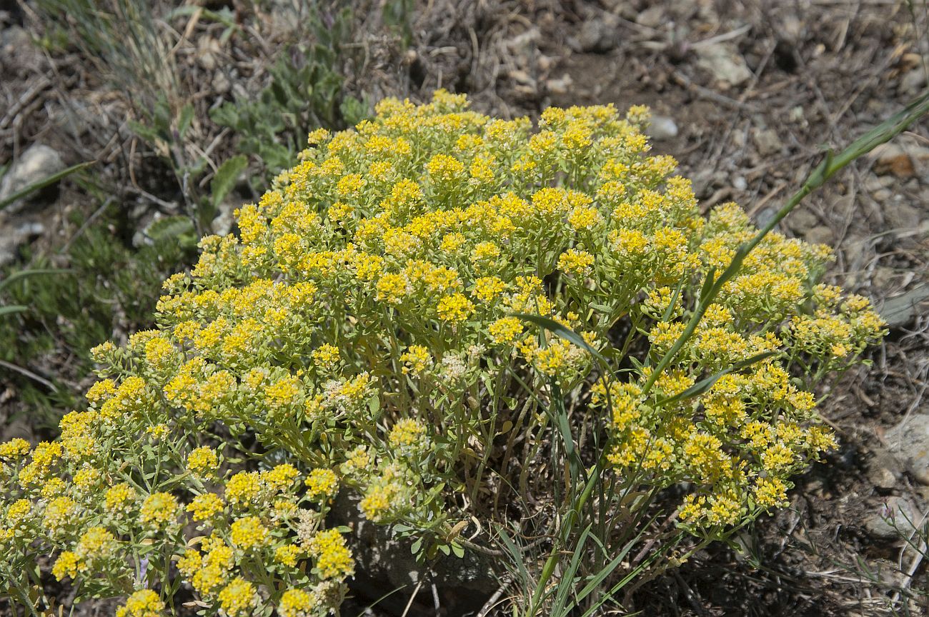 Image of genus Odontarrhena specimen.