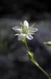 Minuartia buschiana