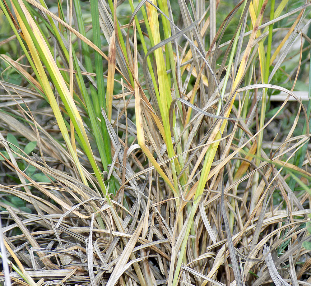 Image of Carex tomentosa specimen.