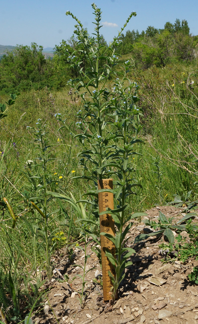 Image of genus Lappula specimen.