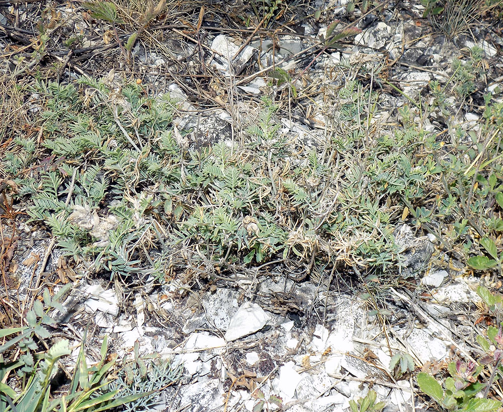 Изображение особи Astragalus circassicus.