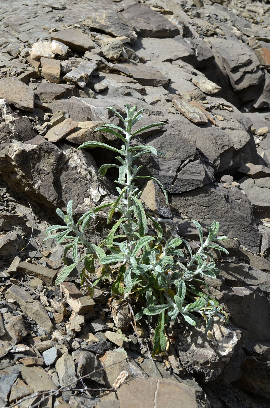 Image of Pulicaria salviifolia specimen.