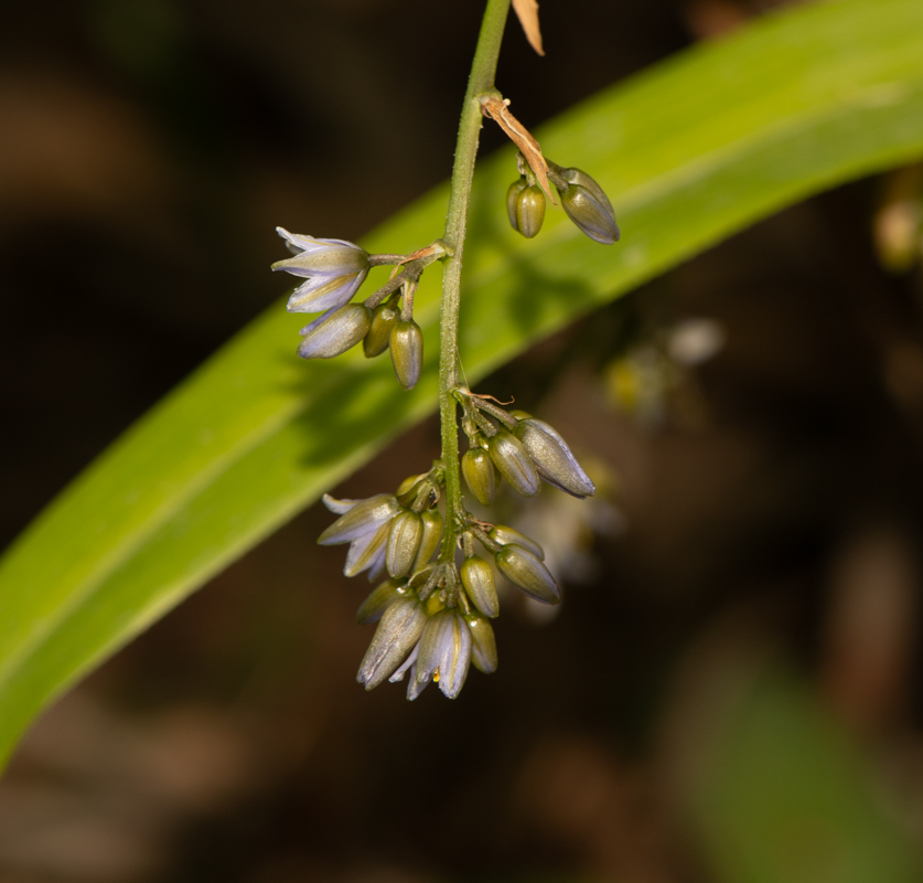 Image of Dianella caerulea specimen.