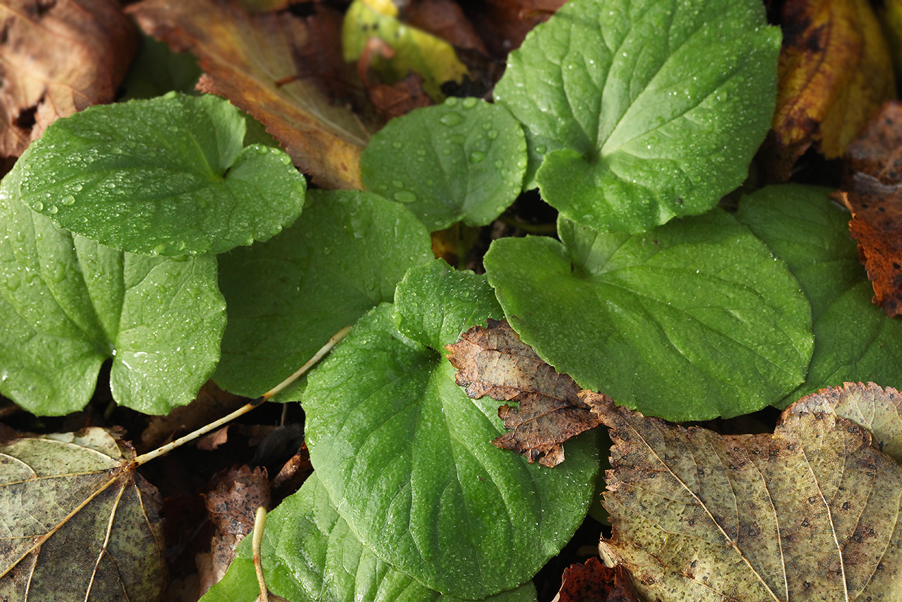 Image of Doronicum orientale specimen.