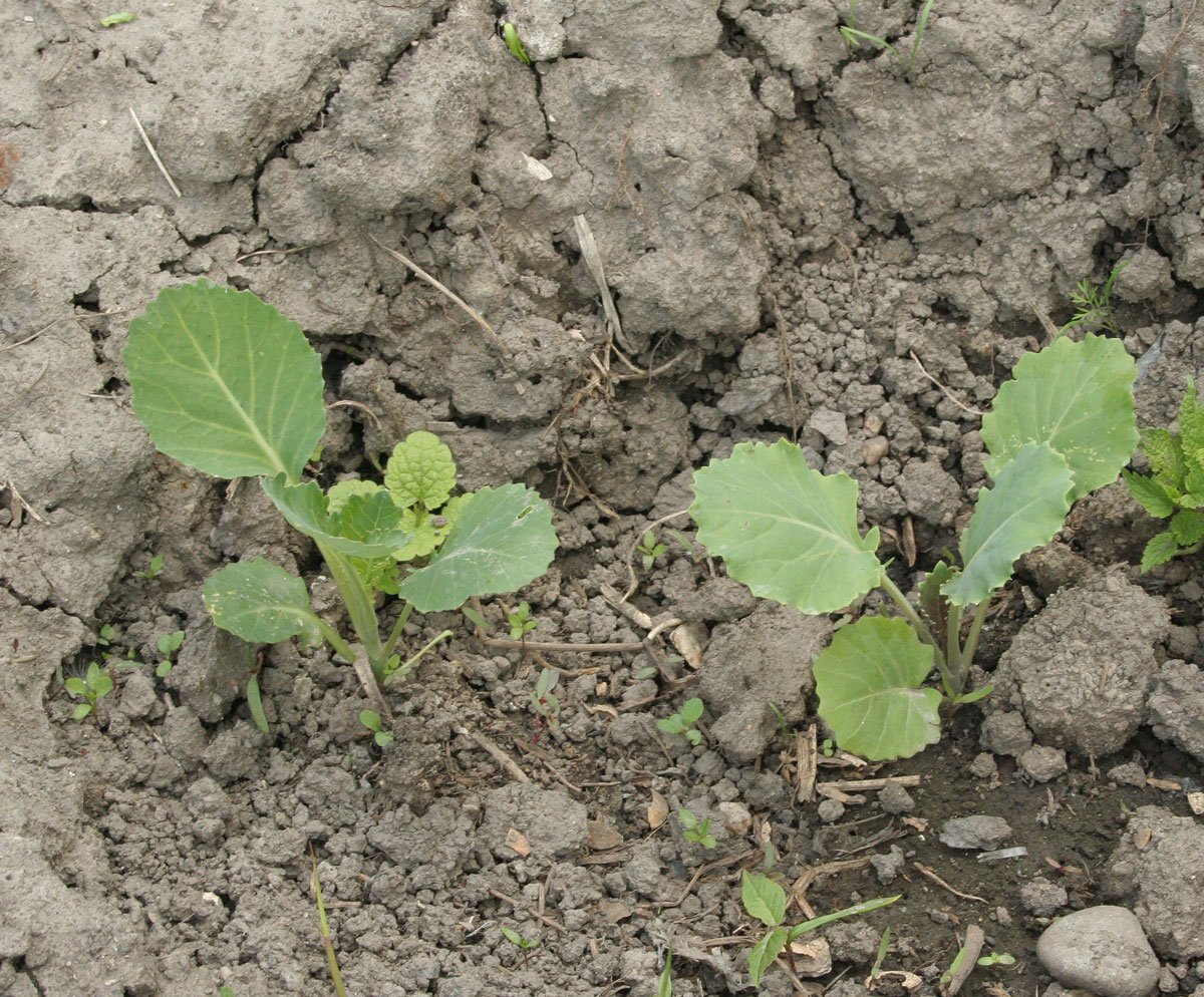 Image of Brassica oleracea var. capitata specimen.