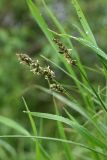 Carex vulpina