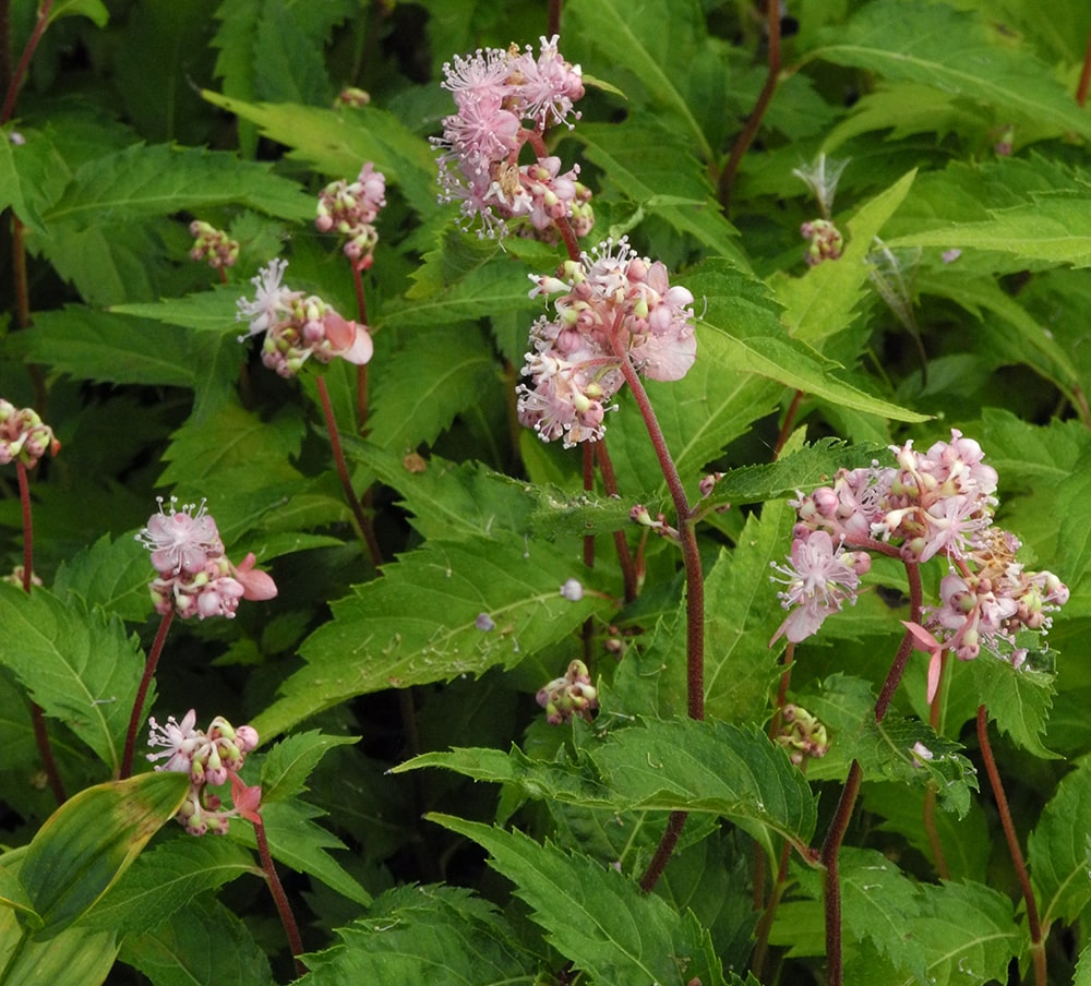 Изображение особи Cardiandra alternifolia.