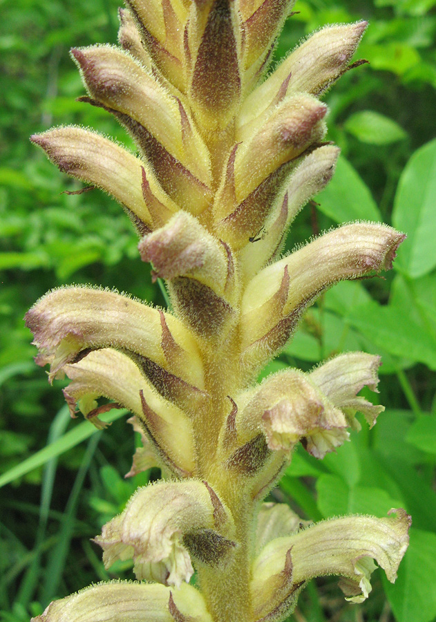 Image of Orobanche lutea specimen.