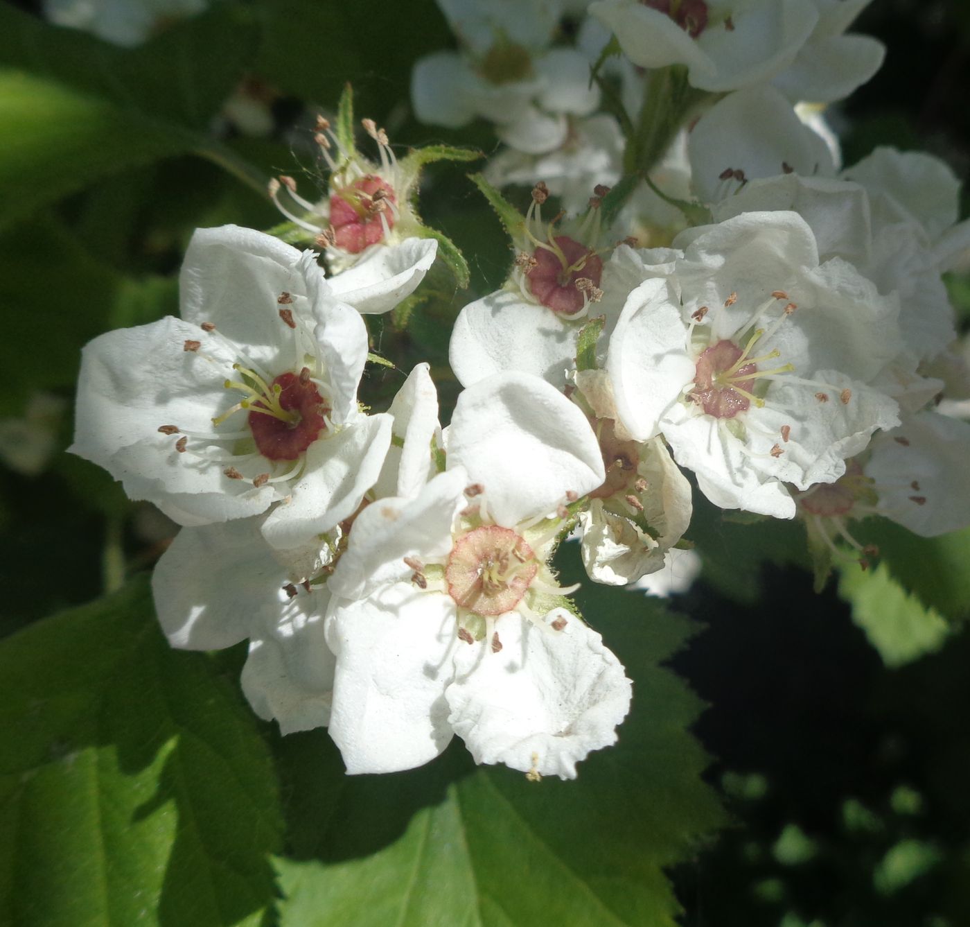 Image of Crataegus submollis specimen.