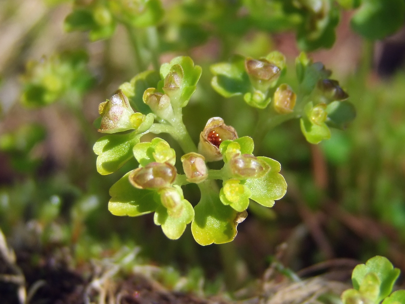 Image of Chrysosplenium tetrandrum specimen.