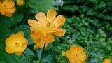 Trollius sachalinensis