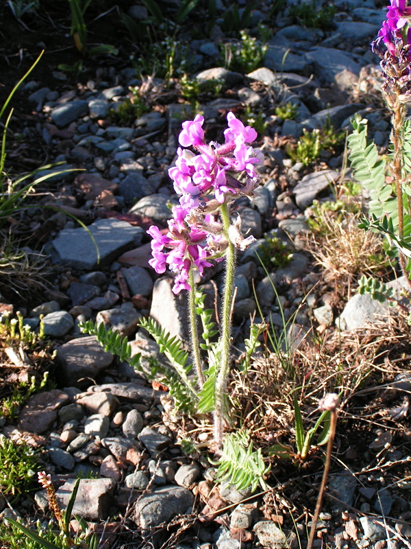 Image of Oxytropis ambigua specimen.