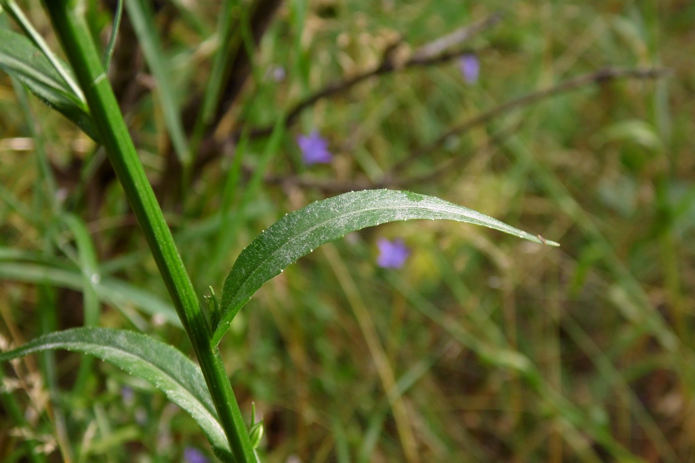 Image of Campanula lambertiana specimen.