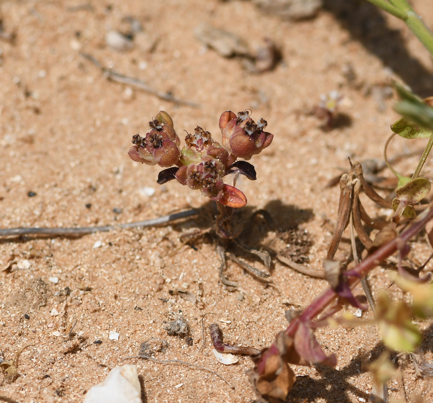 Image of Plantago sarcophylla specimen.