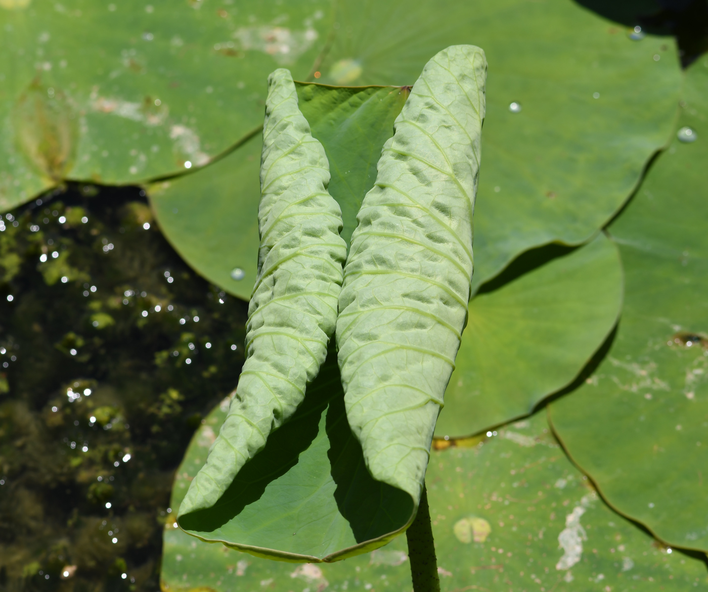 Изображение особи Nelumbo nucifera.