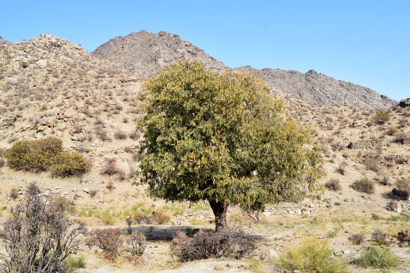 Image of Celtis caucasica specimen.