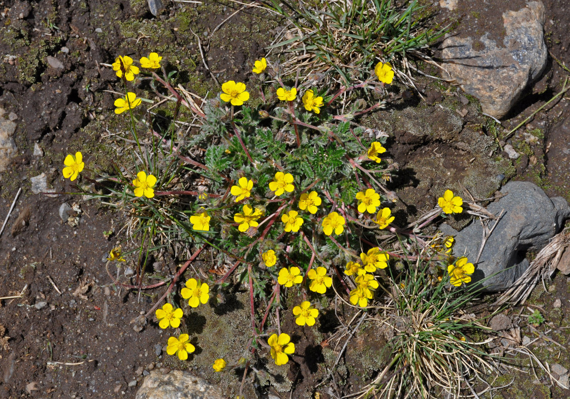 Image of genus Potentilla specimen.