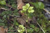 Chrysosplenium grayanum. Соплодия. Сахалинская обл., Томаринский р-н, окр. г. Томари, подножие сопки вблизи синтоистского храмового комплекса, пойма правого притока р. Томаринка. 29.07.2017.