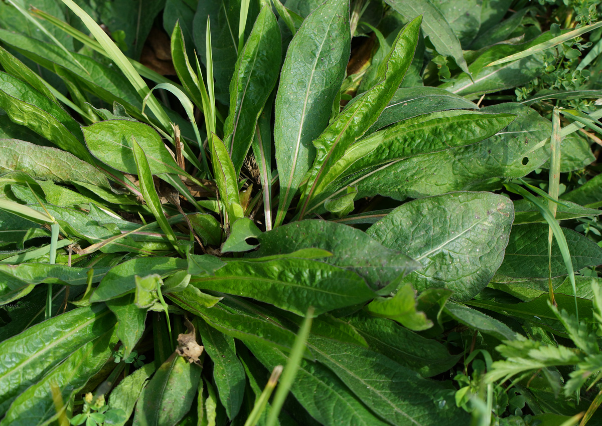 Image of Centaurea jacea specimen.