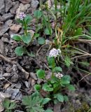 Valeriana martjanovii