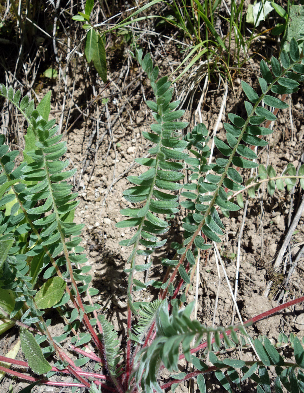 Image of Oxytropis macrocarpa specimen.