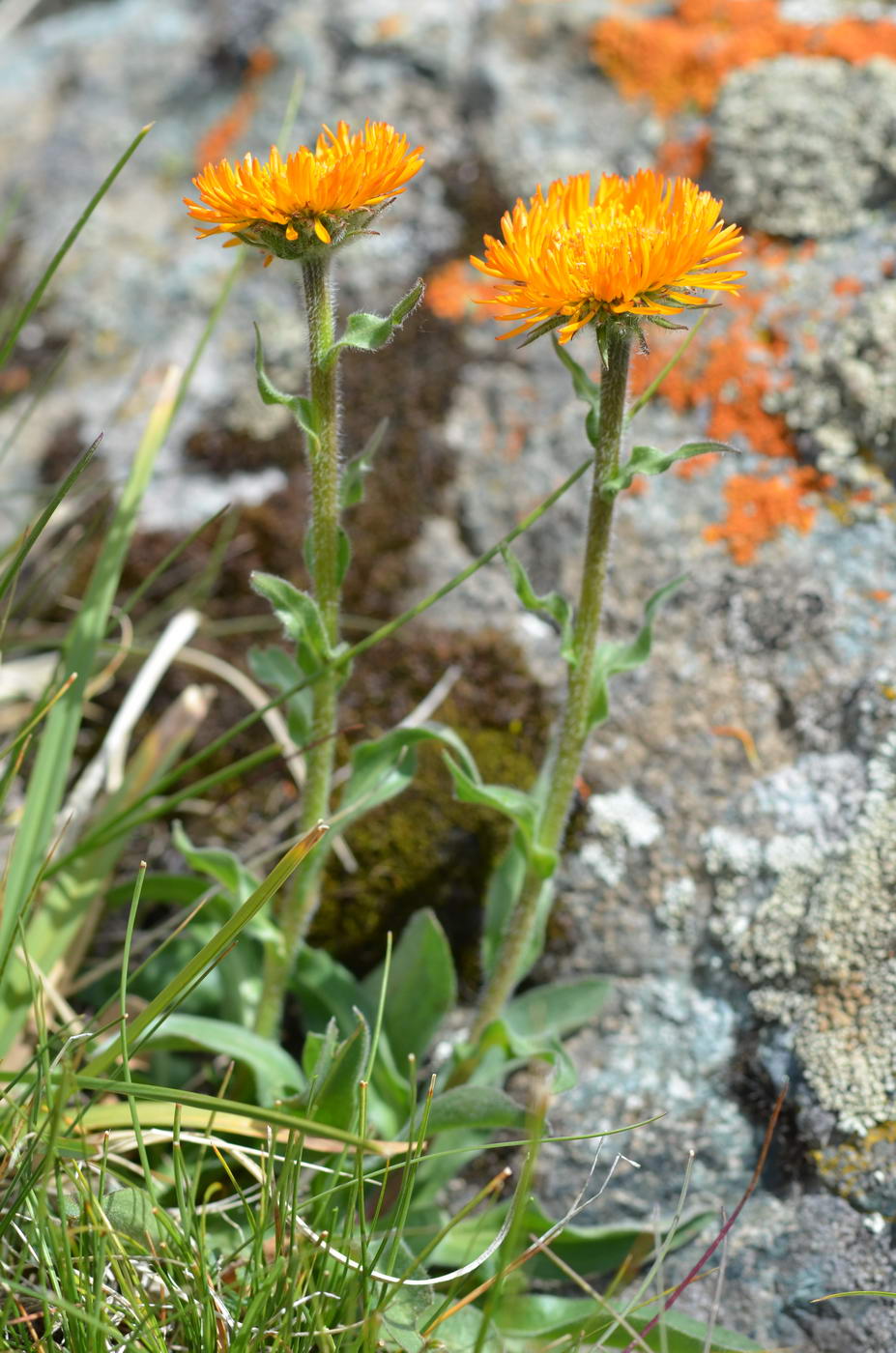 Изображение особи Erigeron aurantiacus.