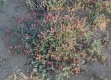 Astragalus erioceras
