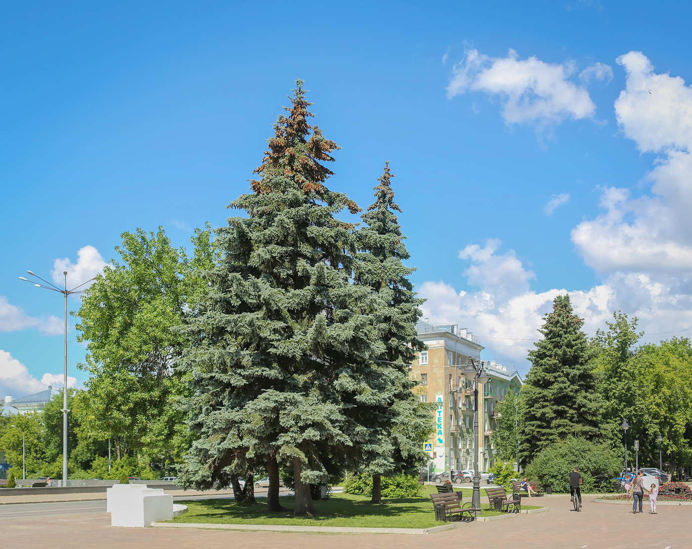 Image of Picea pungens f. glauca specimen.